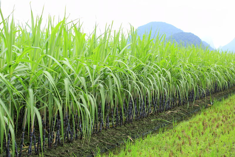 Labasa sugarcane farm