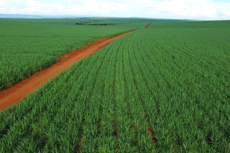 Brazil Sugar Production To Decline 8 Million Tonnes In MY 2018/19