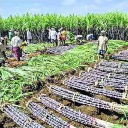 Maharajganj: Sugarcane department launches drive to identify fake ...