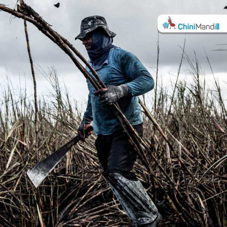 Cuba's sugar industry faces a crisis as only 15 mills are to operate ...